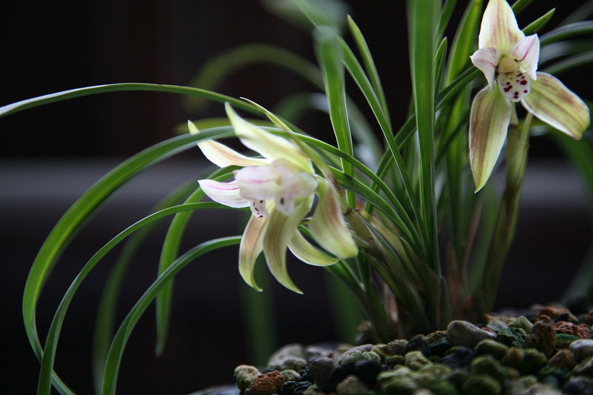 大花蕙兰夏天怎么养400字