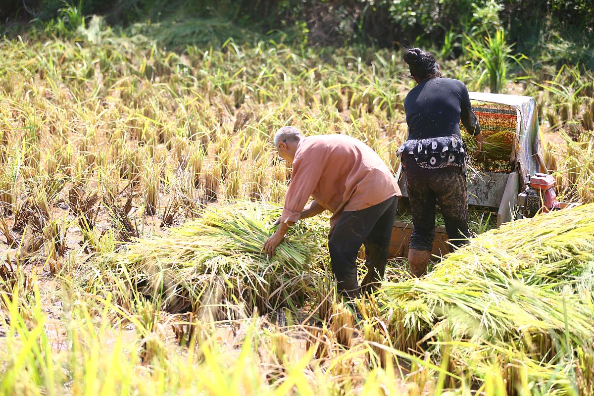 割谷子：从田间到餐桌的收获过程