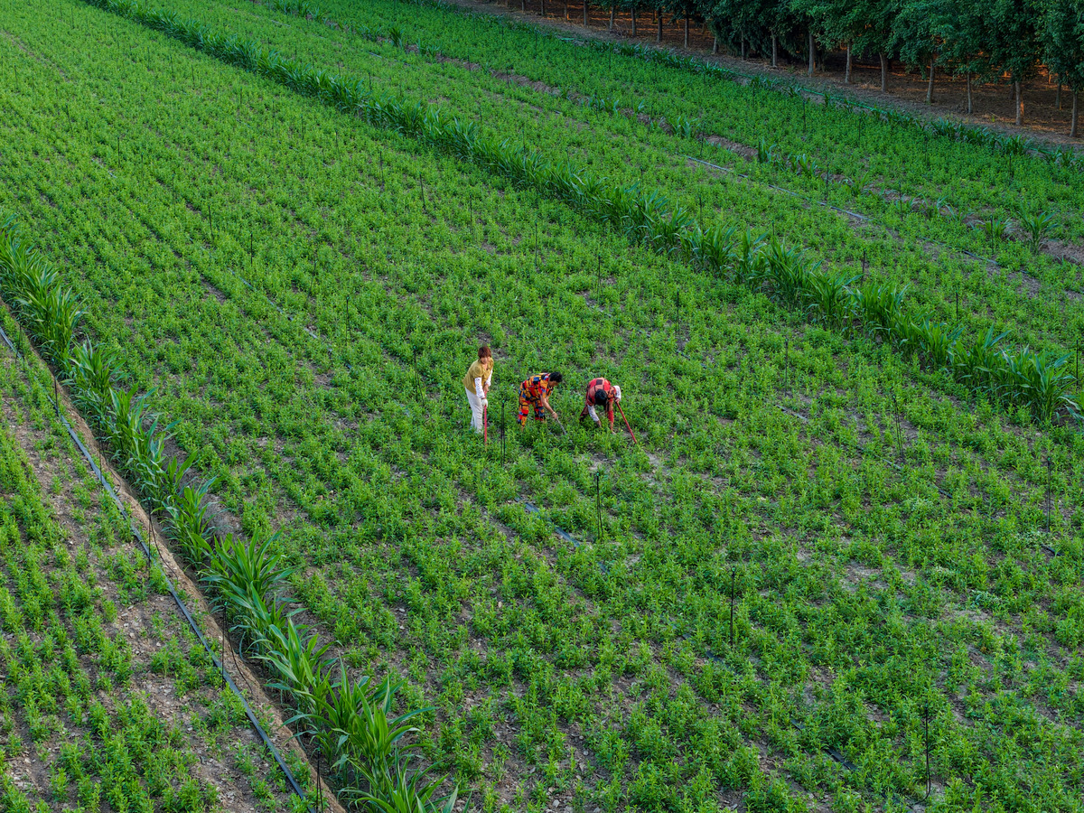 拔丛是什么意思_词语拔丛的意思详解