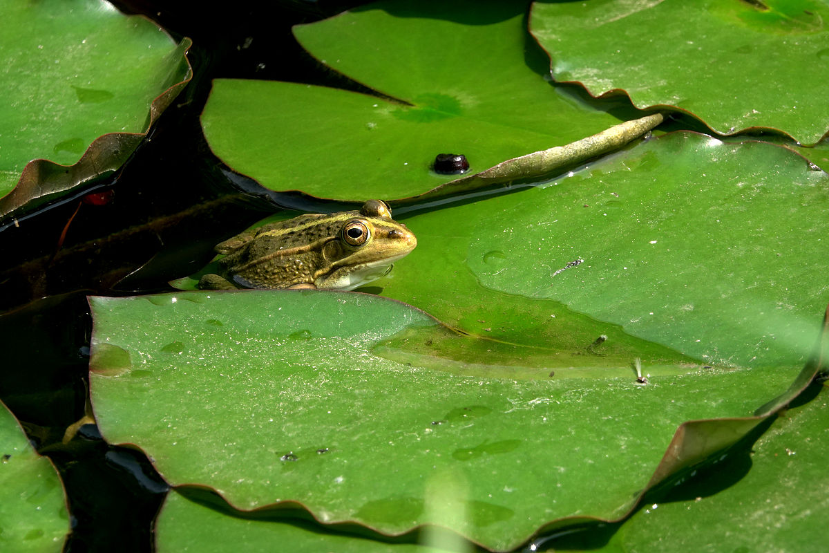 小蝌蚪在荷叶上干什么？300字解答！