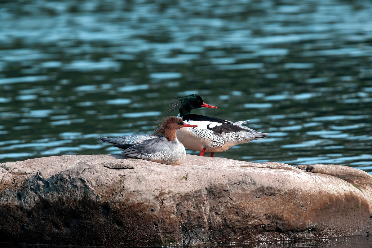 重庆中华职业学校招生电话 - 联系方式，课程设置，招生政策