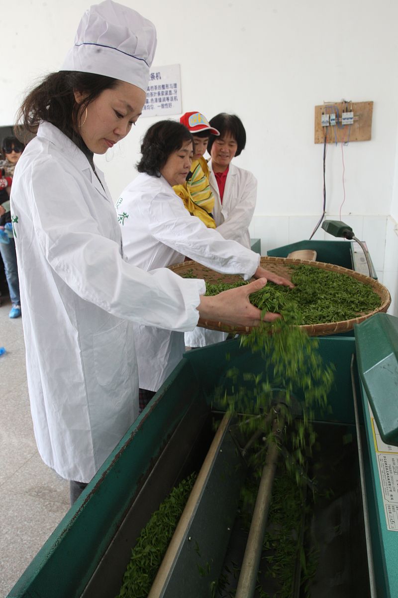 贵州农业职业学院茶叶生产与加工技术专业好不好发展前景怎样