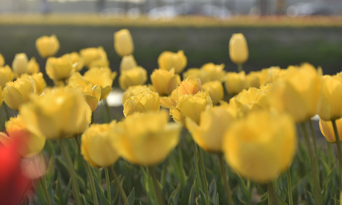 田园综合体建设案例分析：经验与理论研究