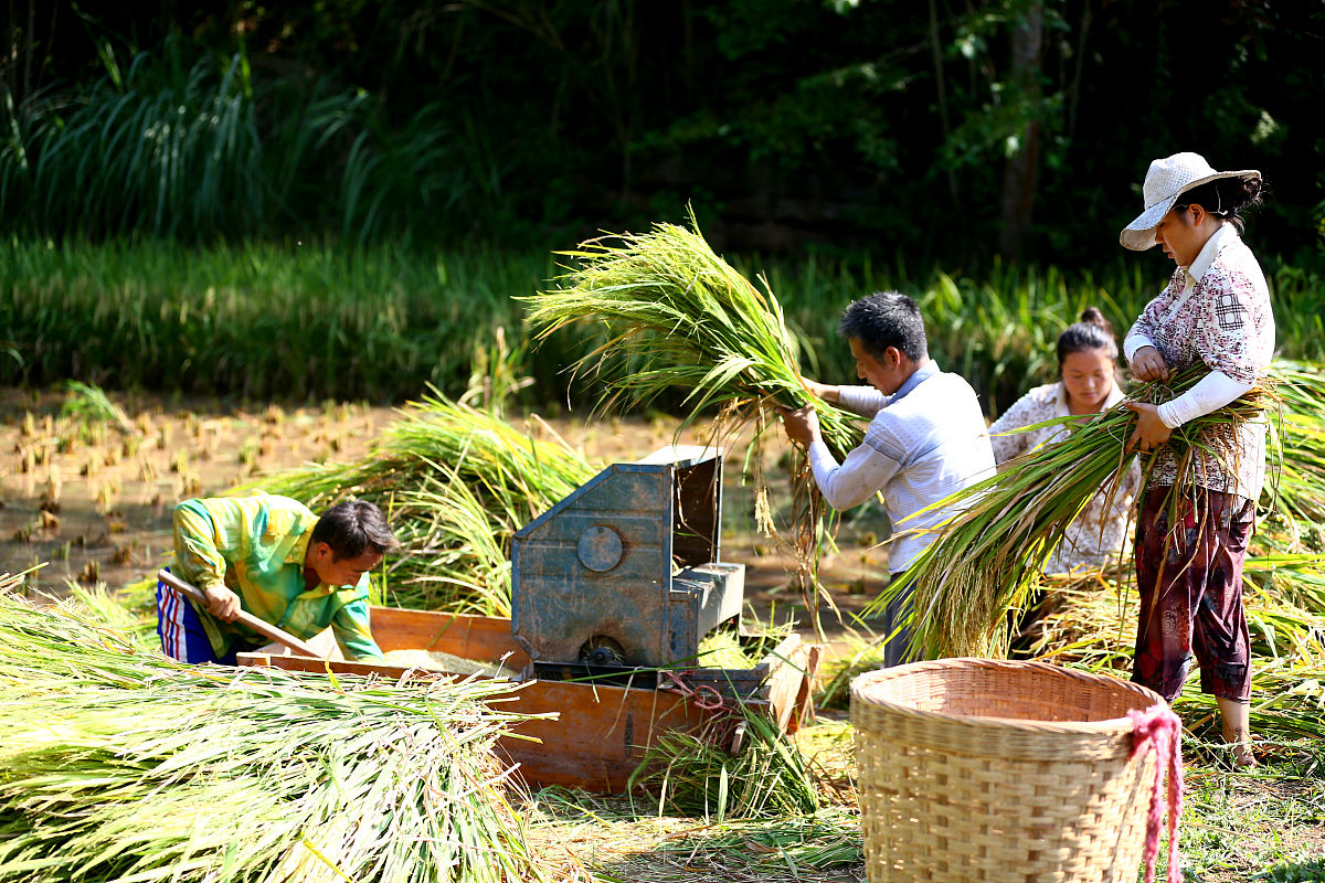 割谷子步骤详解：五十字形状的收割技巧