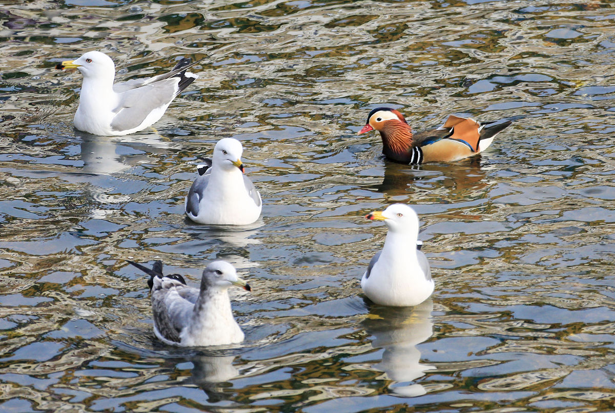 大连海洋学校食品生物工艺专业怎么样？就业前景如何？
