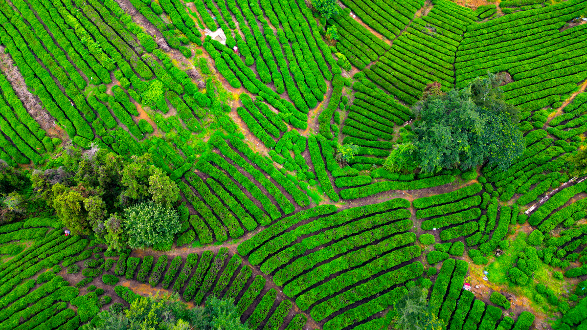 乡镇茶山规划方案: 科学布局助推乡村振兴