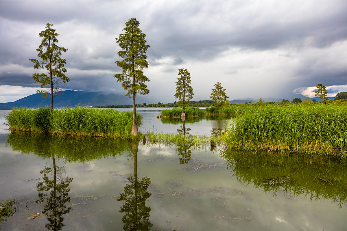 洱海湿地恢复的成果和意义