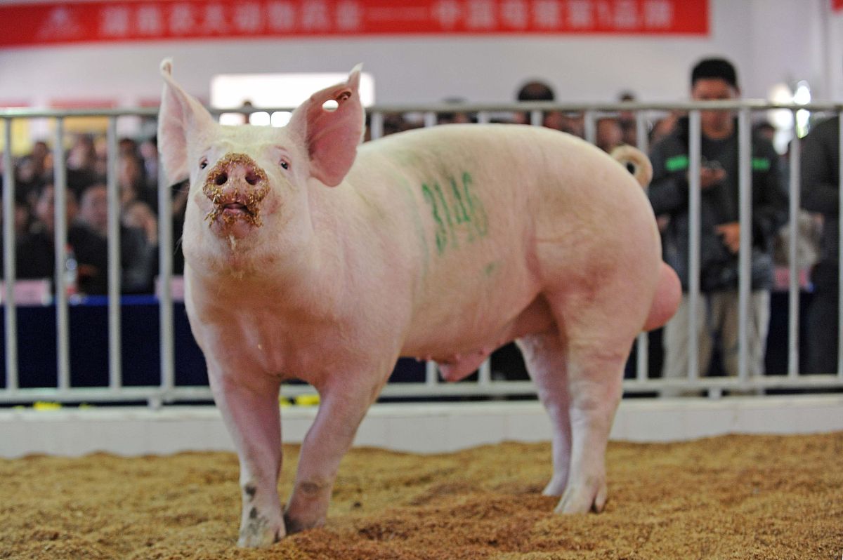 猪病毒性腹泻防控技术研究进展：意义重大，保障养猪业可持续发展