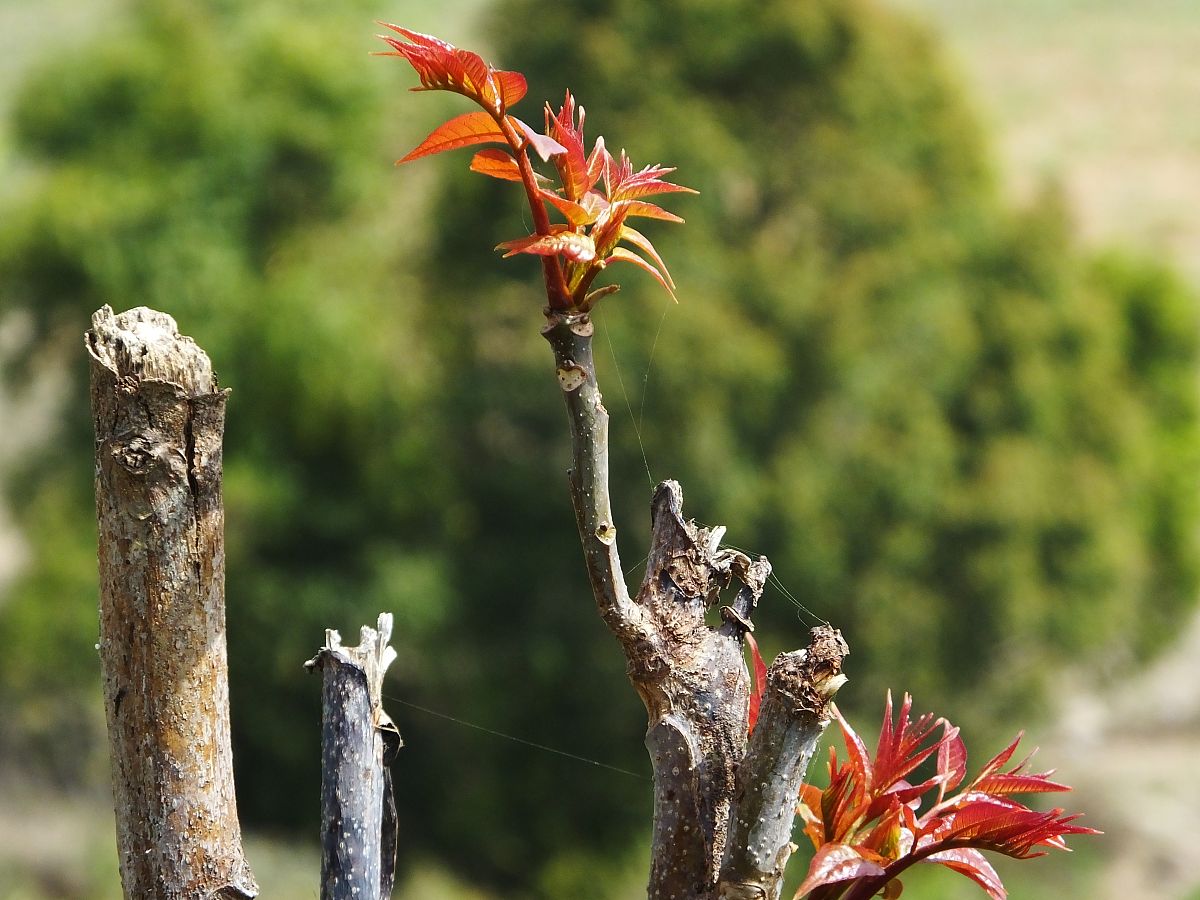 大棚香椿第二年休眠方法：技巧与注意事项