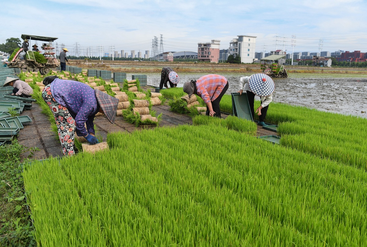 稻苗床喷醋时间和方法，促进生长，提高产量！