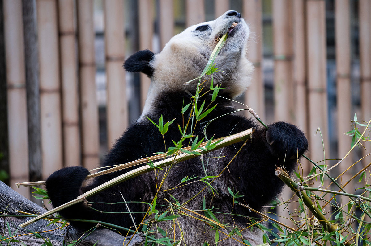 幸运竹翻译：MY LUCKY BAMBOO 的含义