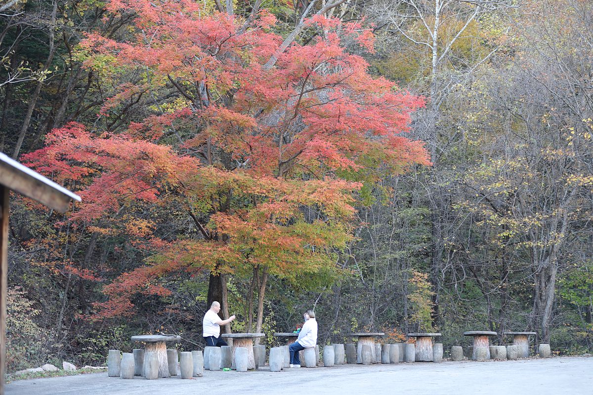 2021年10月12日,辽宁丹东,宽甸满族自治县天桥沟森林公园景区枫叶.