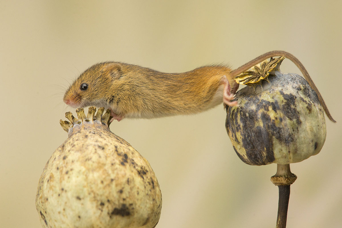 31岁中国女孩失恋后如何快速走出阴影？