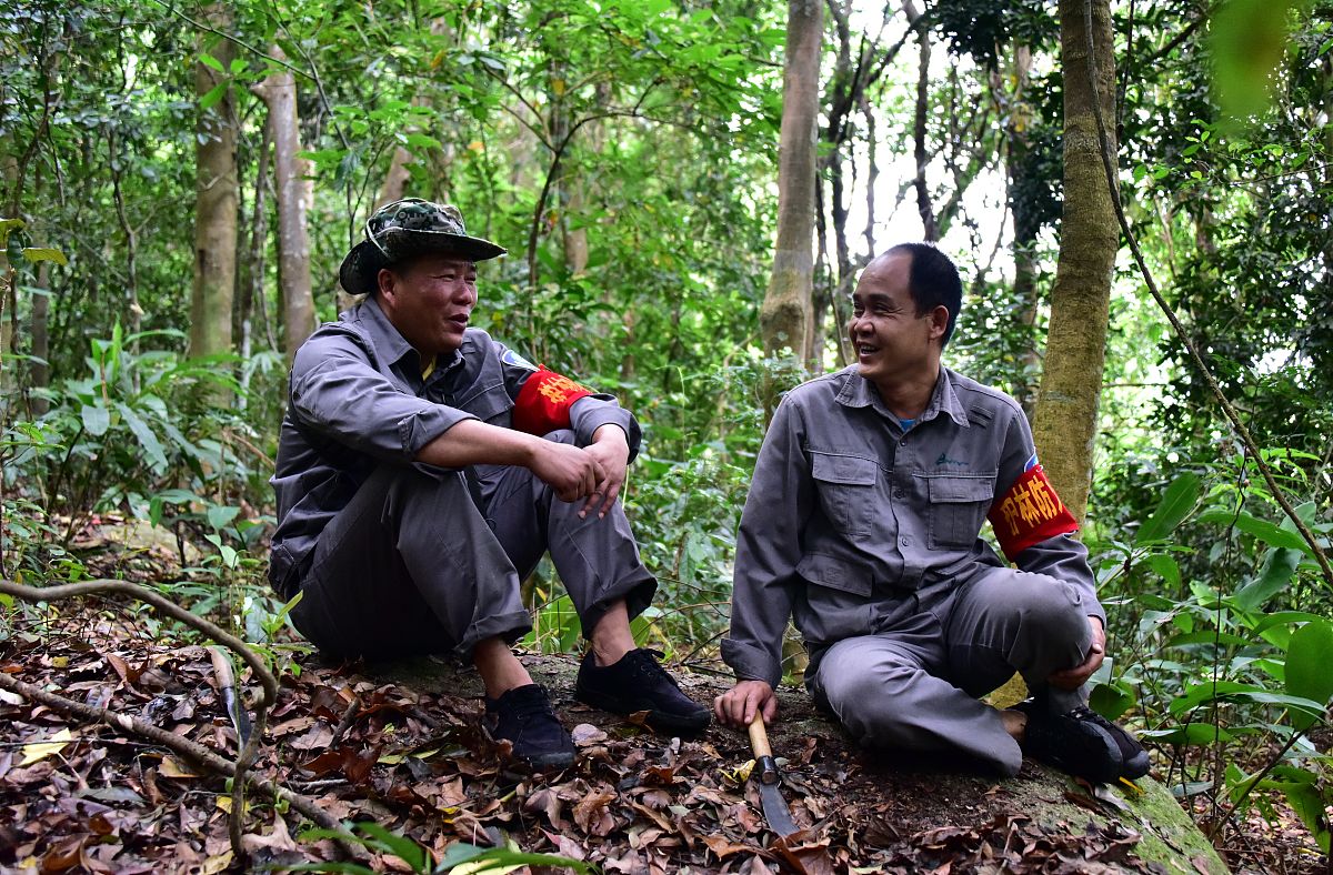 青年林业工作者的责任与感悟 - 守护森林，共建未来