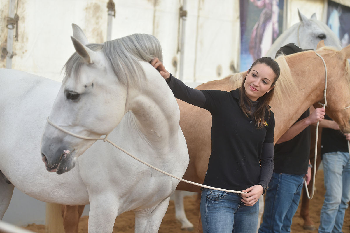 2018年2月7日,加拿大舞台秀《cavalia·舞马》在南京揭开神秘面纱,来