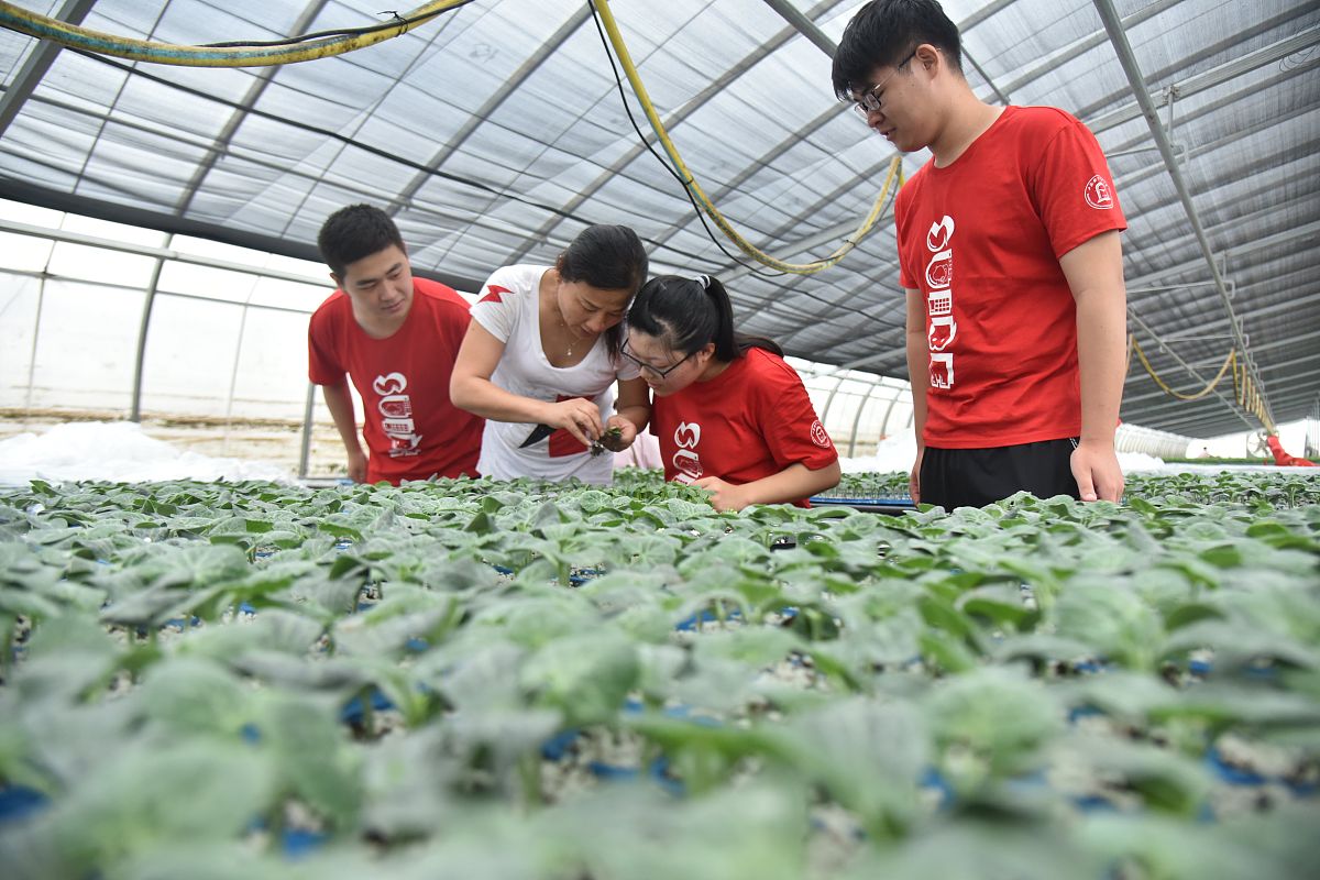 大学生暑期社会实践工作总结：收获与成长