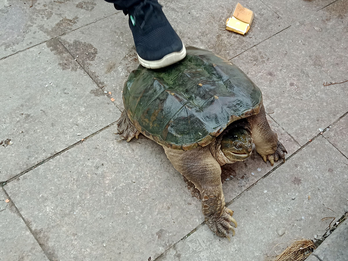 写一遍800字左右今早看到一个男将拿树枝钓着一只王八在路边卖同事说是鳄龟是骗局让我不要上当。说好几年前就有这种骗局。