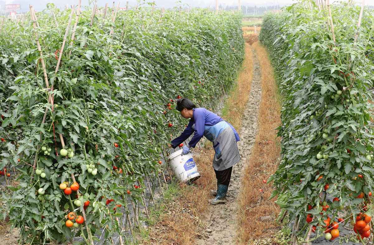 朝天椒需要控旺吗？怎么控？修剪技巧和管理方法 - [你的网站名称]