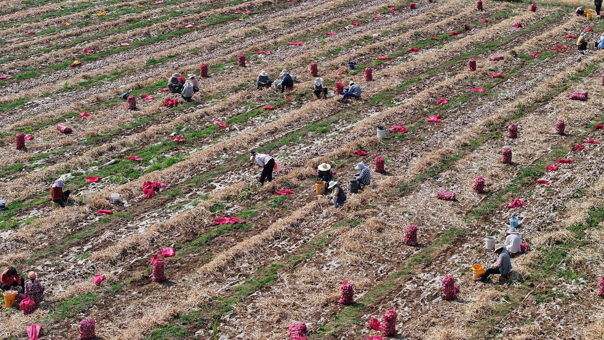 请梳理下面这句话及华等15研究表明丹参栽培应选择地势平坦、阳光充足、土层深厚、土壤肥沃的地块为好选好地块后要把土壤深翻35 cm以上在种植前需要再翻耕1次然后根据地块情况做高畦或平畦最后做好排水沟。繁殖方法包括分根繁殖、芦头繁殖、扦插繁殖和种子繁殖。种植丹参之前需要再旋地1次。及华等15研究还表明结合整地施肥后旋地1次。然后根据地块情况做高畦或平畦最后做好排水沟。