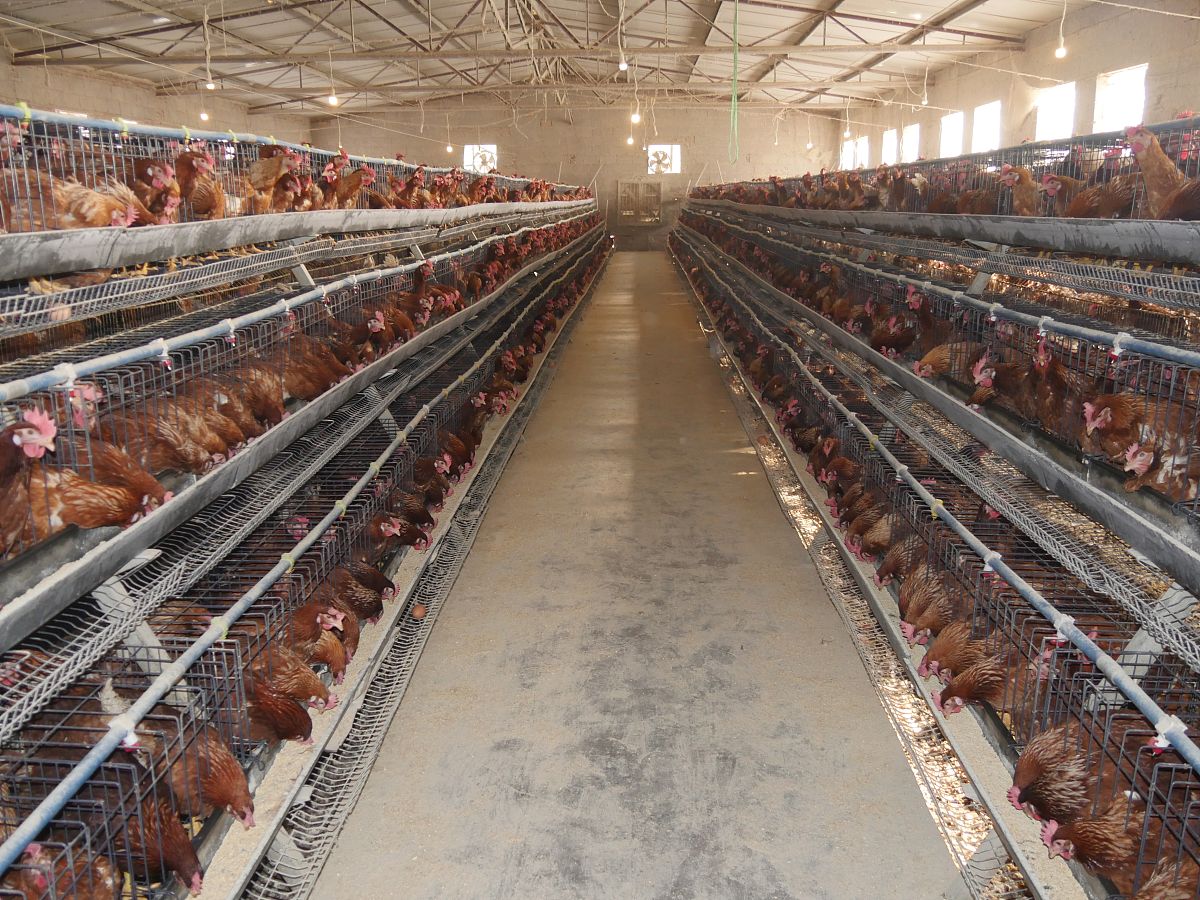 规模化畜禽养殖场的相关规定