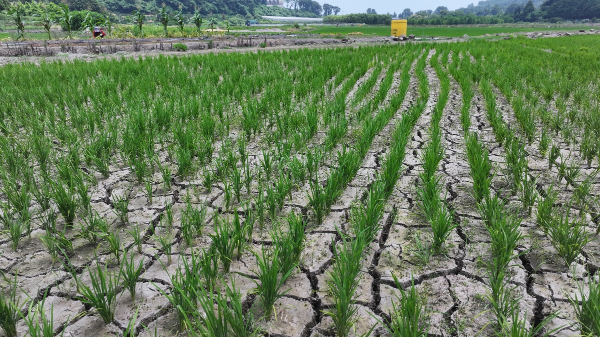 如果地球持续降雨会怎样 给我些一篇600字左右的