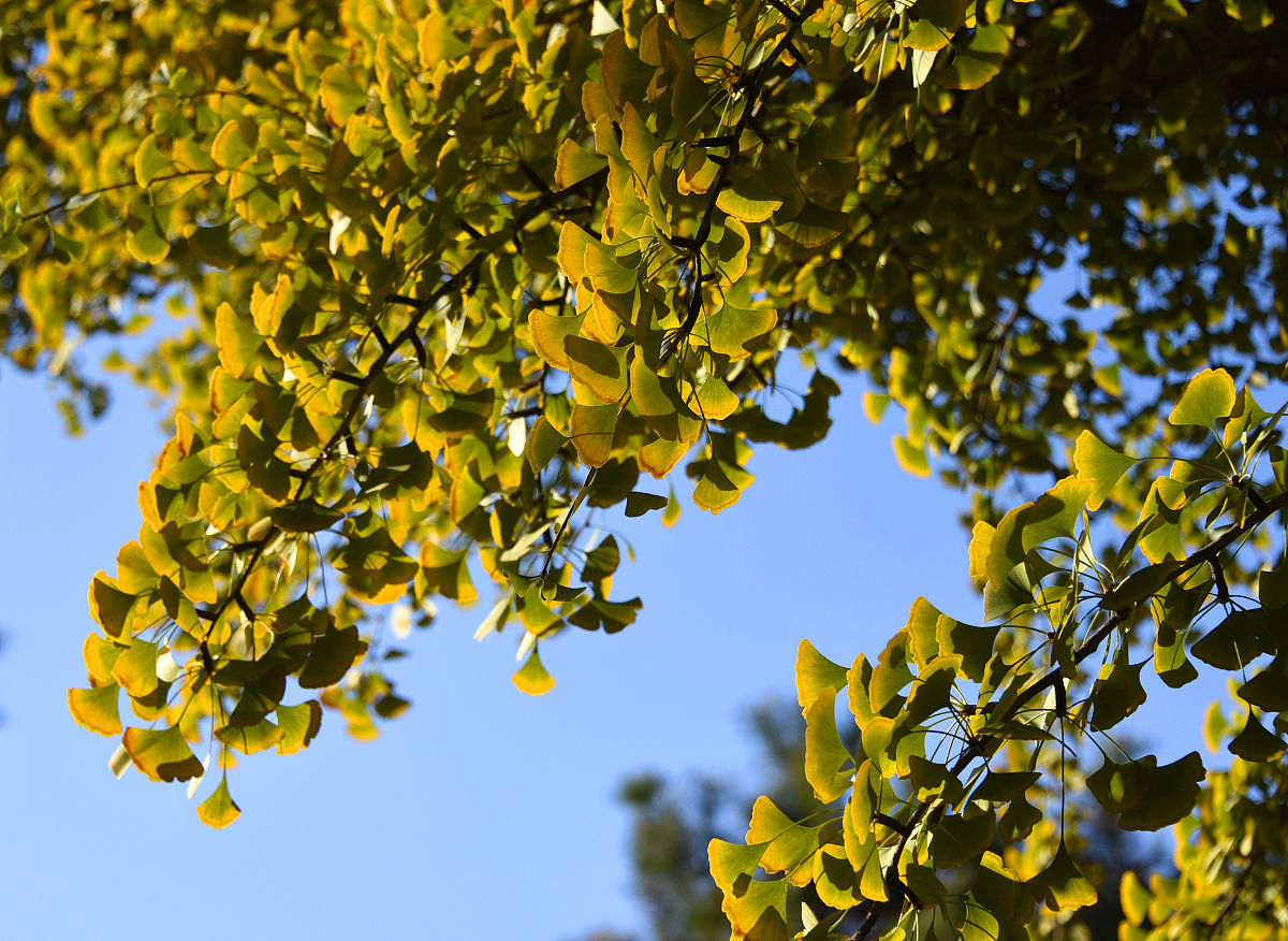 银杏树的秋日美景 - 小学作文