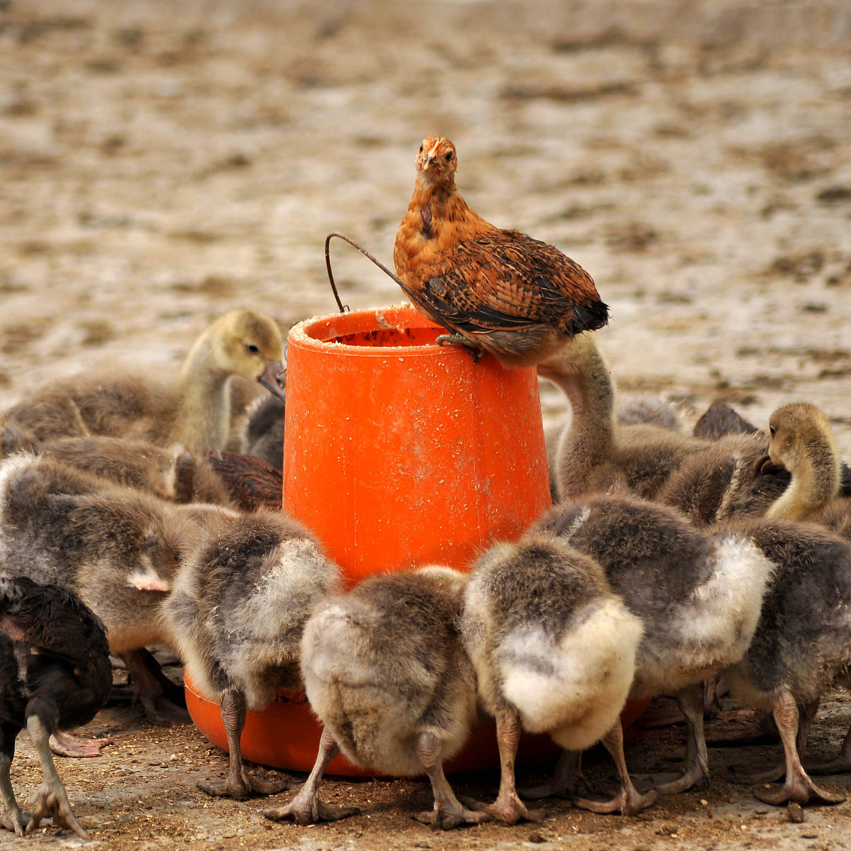 小鸡一天喂几次？ 喂食频率及建议