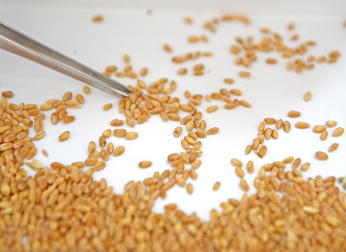 黄色的种子是什么种子