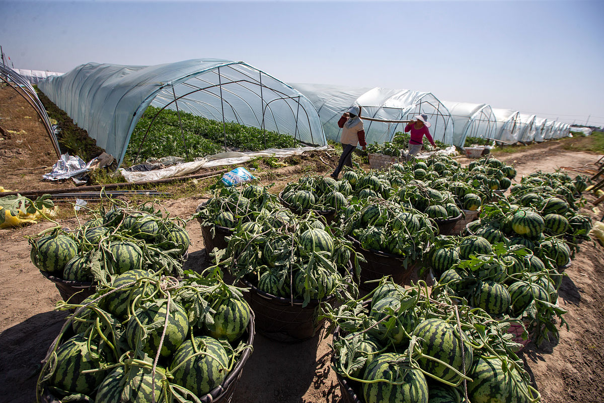 小鹿情感挽回是真的吗