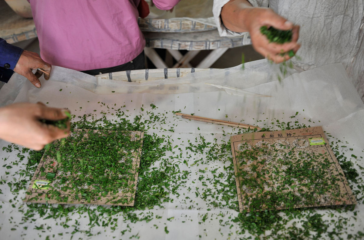 养蚕：有趣的手工活动，让孩子体验生命奇迹