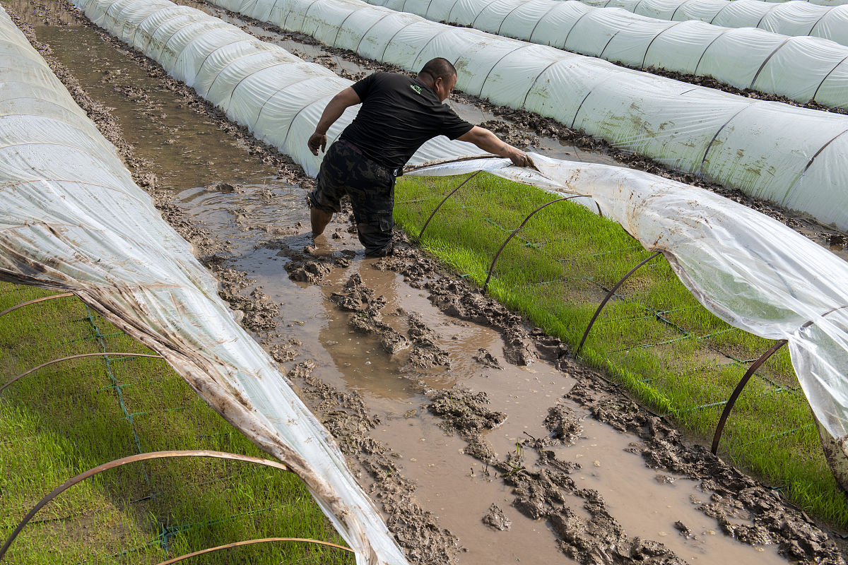 下雨后能铺地膜吗？地膜铺设的最佳时机