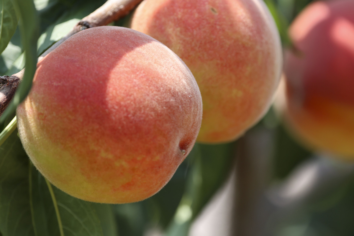 写一个500字的油桃文案