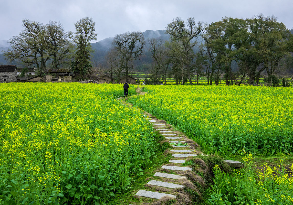 以小学四年级的口吻写一篇名为《江南的春天》的作文