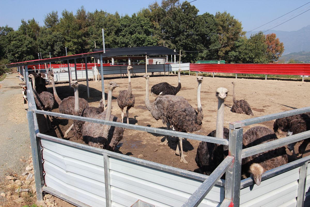2017年10月31日,安徽安庆.说到做到,在2015年的时候,赵进华依然决然地