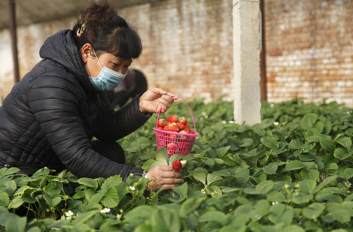 河南农业职业学院招生电话：0371-xxxxxxxx | 农业人才培养基地
