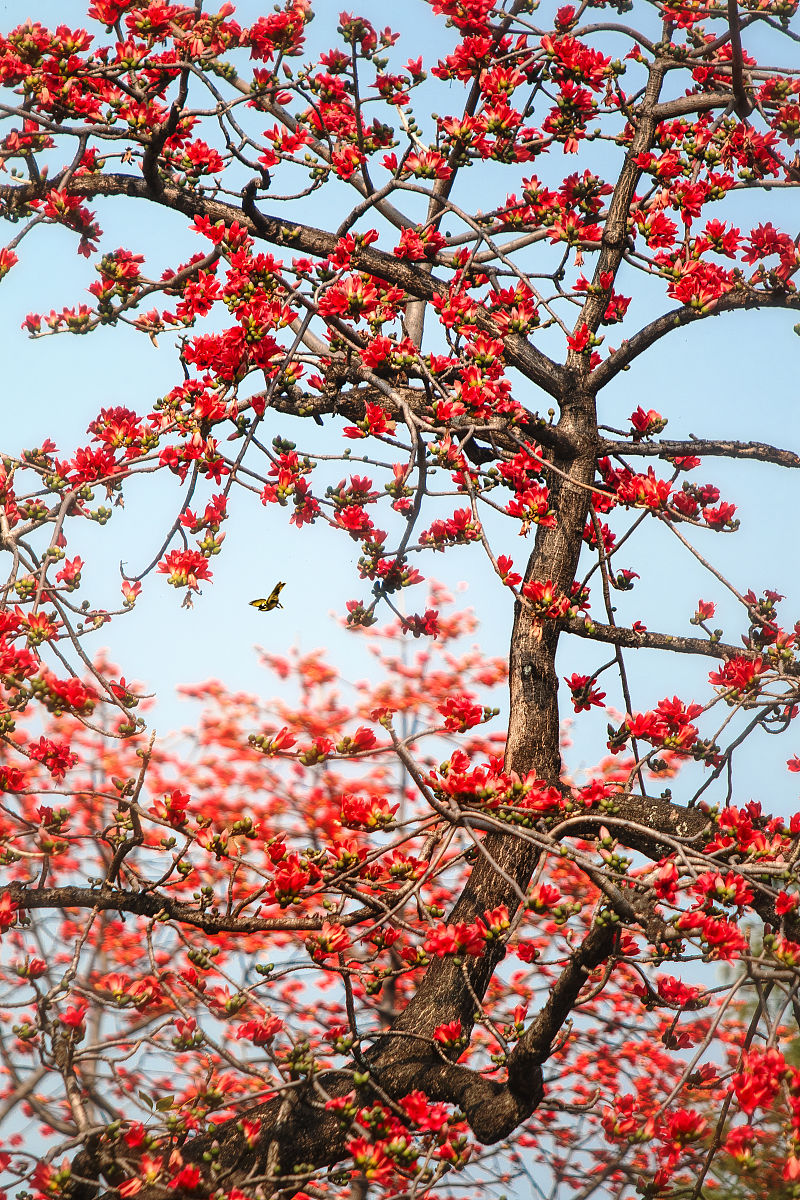 木棉花什么时候开？花期、时间和象征意义