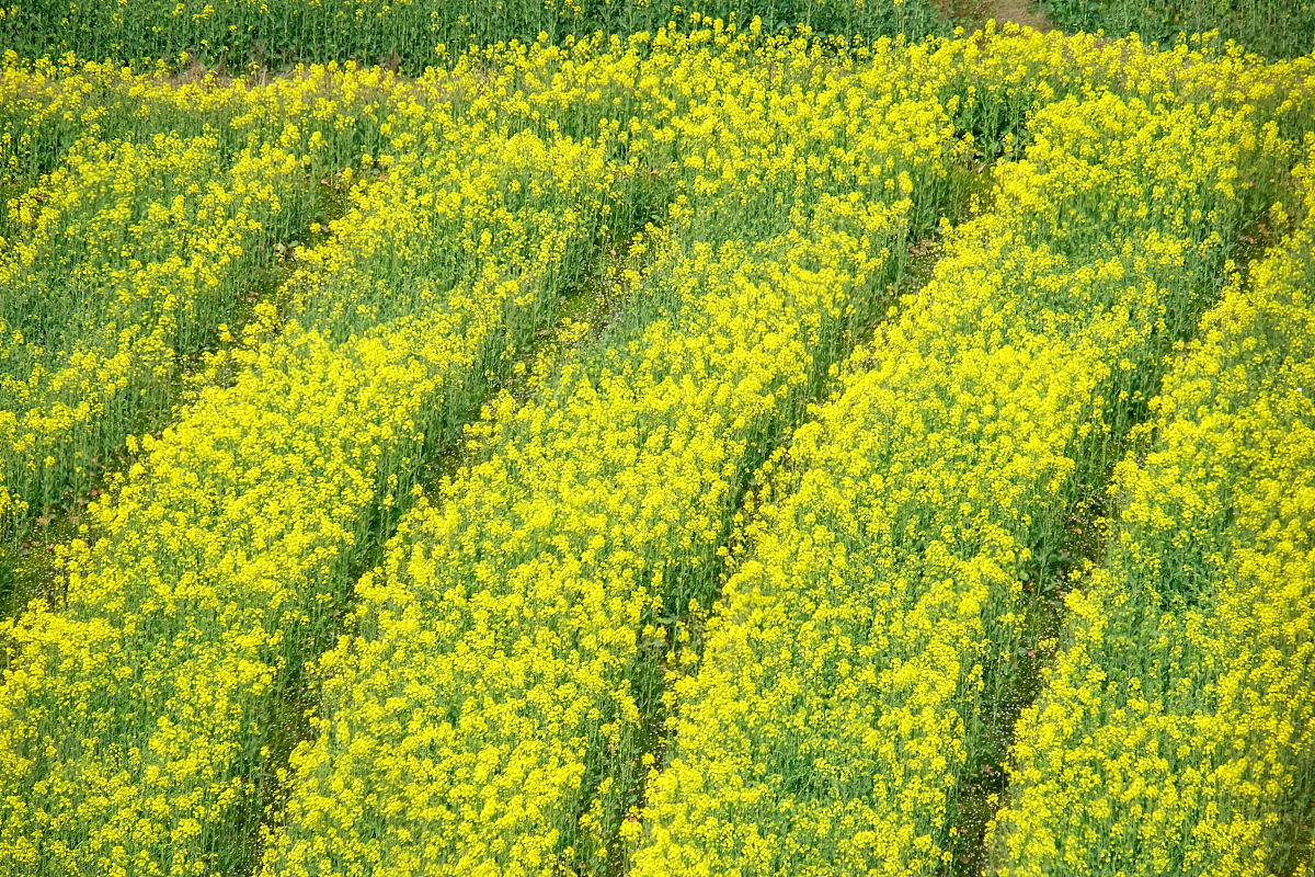 印江中等职业学校2023招生专业有哪些农学专业好学吗