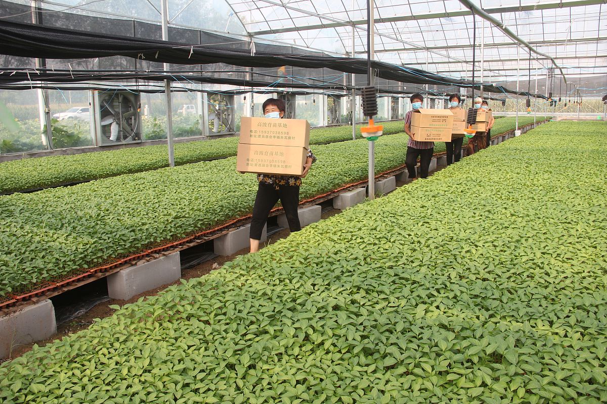 乐山医药科技学校中草药种植专业简介