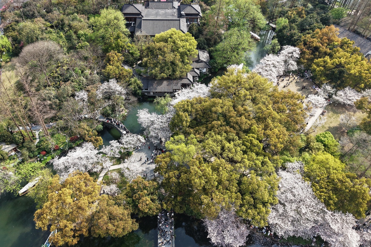 2026年3月29日,杭州,游客在西湖赏樱游玩.