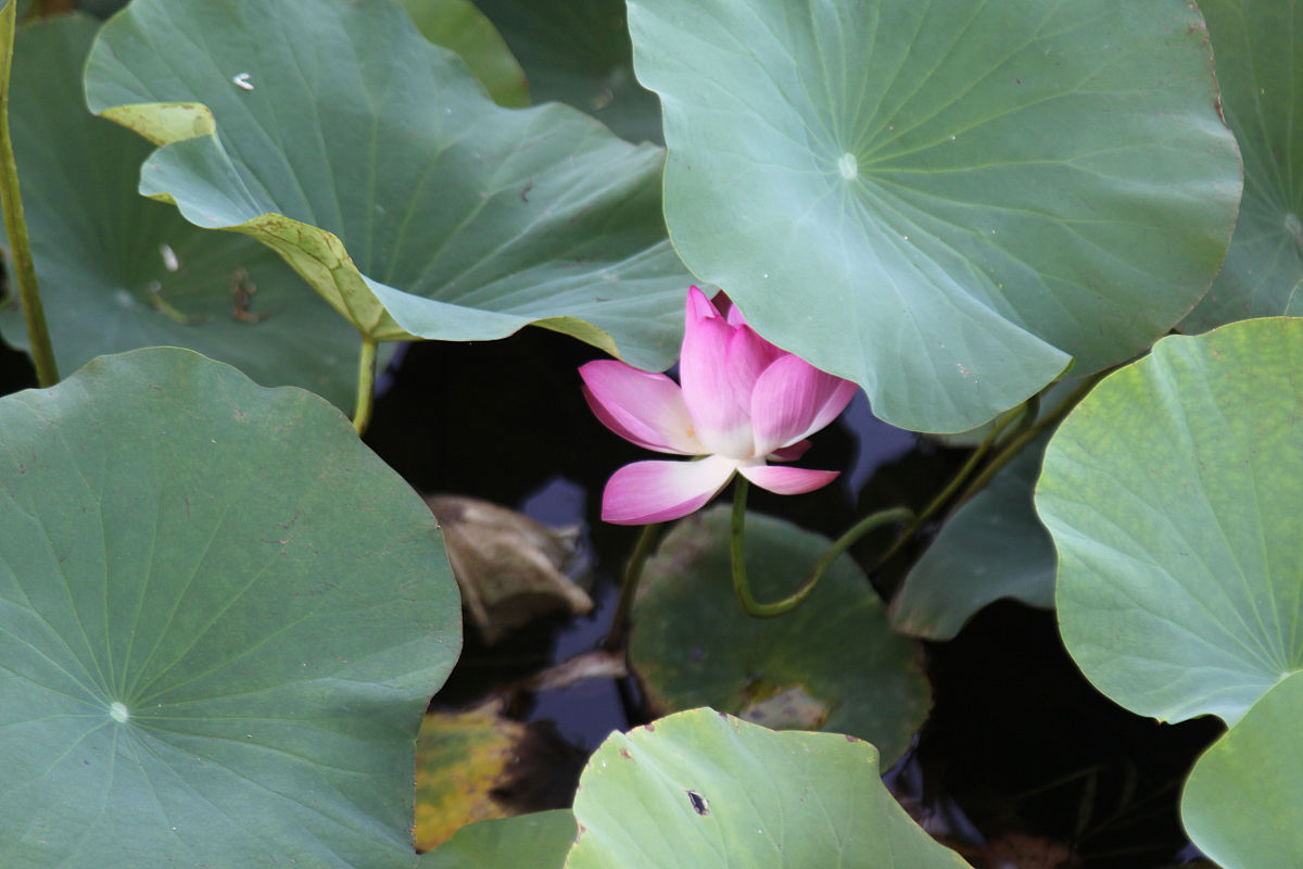 2021年山东泰安卫生学校招生专业有哪些