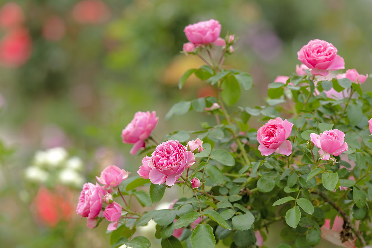 2021年兰州幼师学校读什么专业好