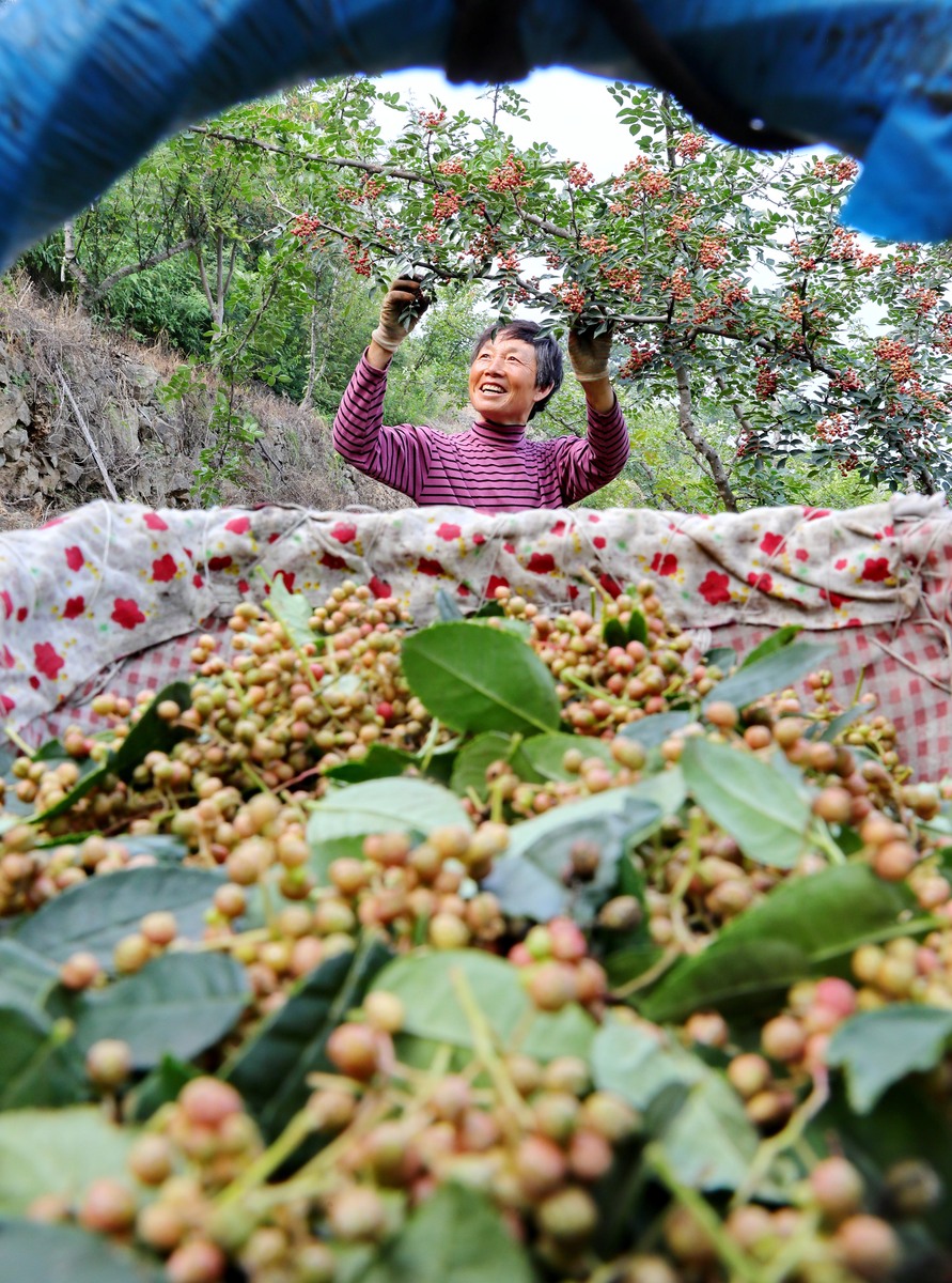 家乡美味：我爱板栗