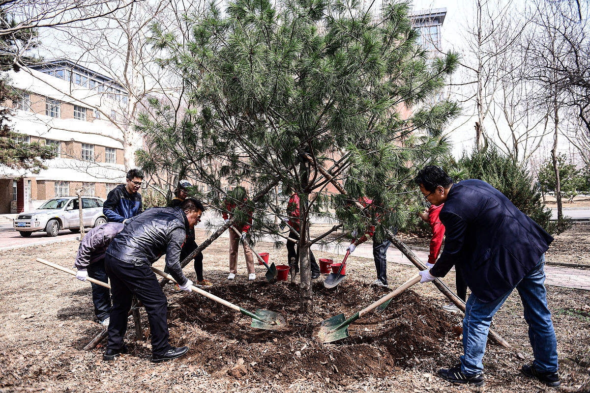1 闫龙大树移栽技术措施在园林绿化施工中的有效应用J大众标准化202212143-1452 王秀君针叶大树移栽措施与后期管护要点J世界热带农业信息20220542-433 杨国宁王芳北方园林植物反季节大树移栽技术研究J农业与技术202209103-1064 杨琨提高大树移栽成活率的有效措施探讨J石河子科技2022023-45 孔锐张杨大树移栽机曲面挖铲的有限元设计J农业装备与车辆工程2022025