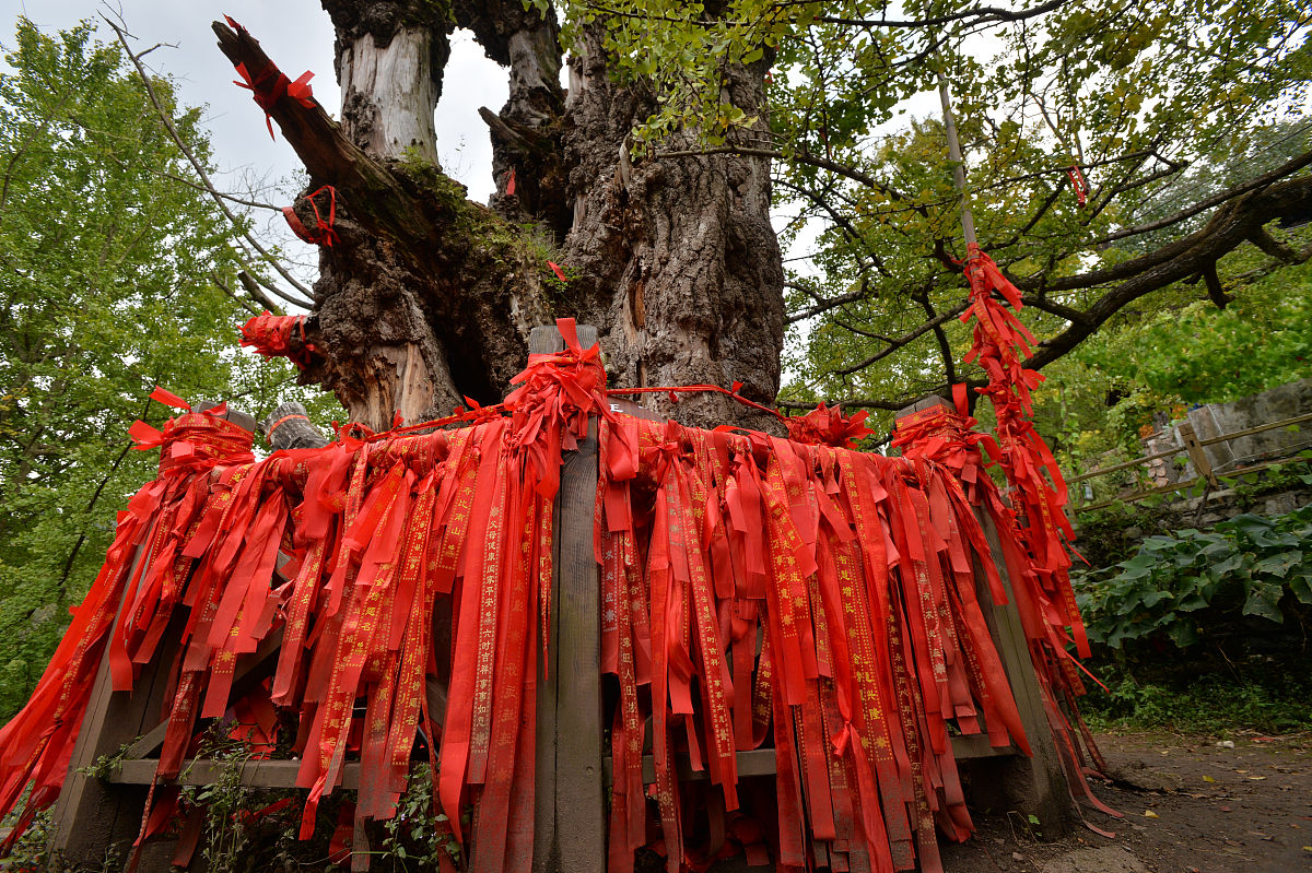 巫女在古树下为婴儿祈福 - 神圣的祝福仪式