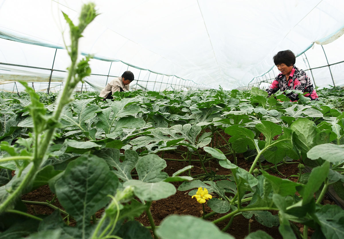 无子西瓜是三倍体 这句话可能是谣言吗