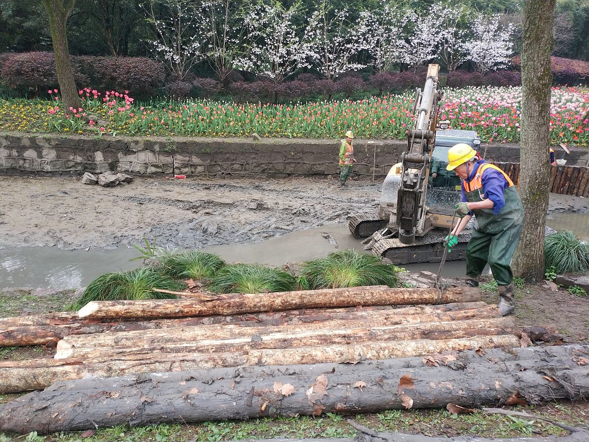 白蚁等害堤动物隐患应急整治措施及安全管理