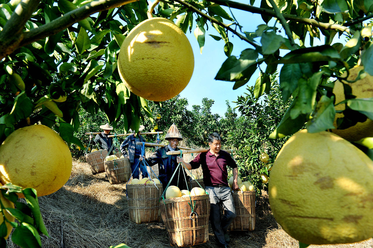 马家柚黄色建筑点缀色：温暖活力自然