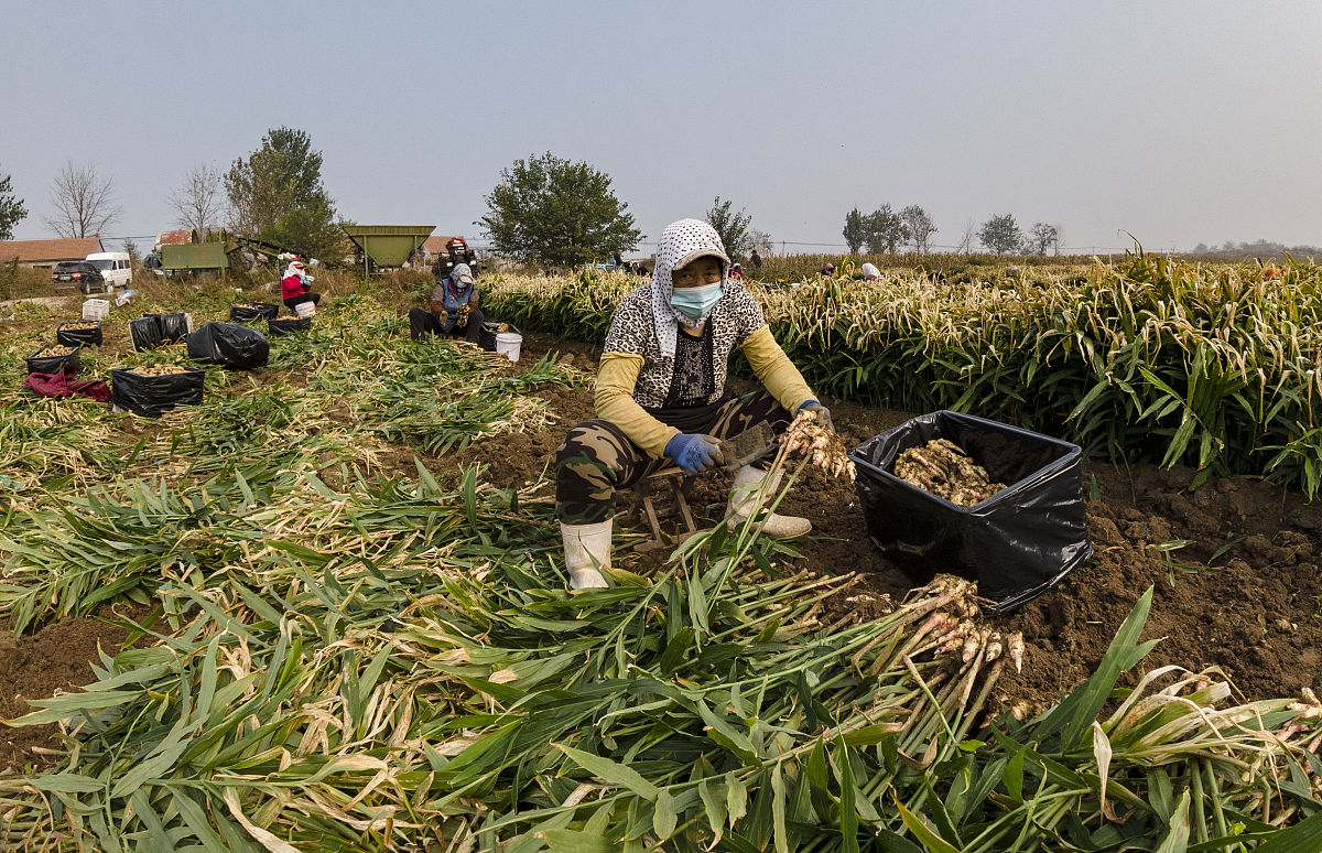 梦见自己拉架子车拉的蒜苗什么意思？