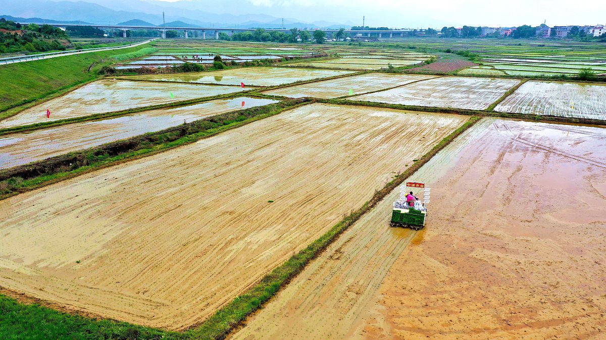 2021年4月9日,江西省吉安市吉水县醪桥镇宋家边村,吉水中波农业专业合
