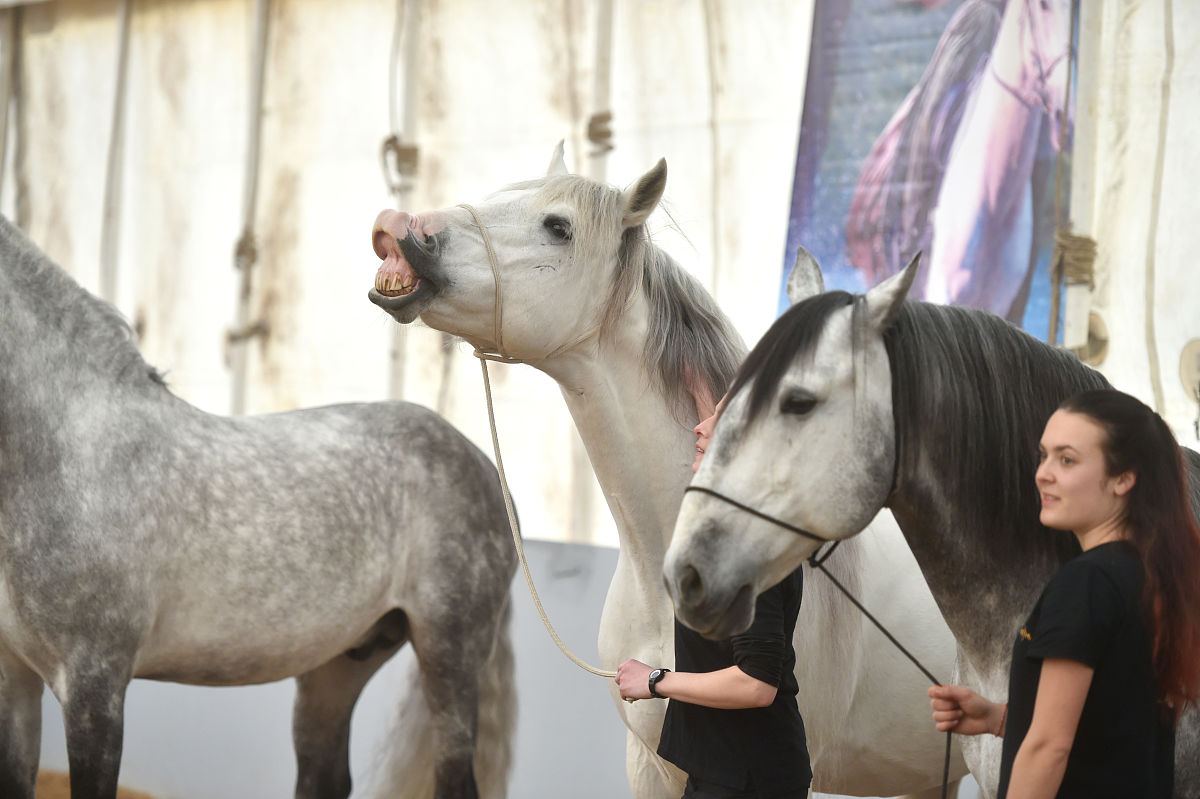2018年2月7日,加拿大舞台秀《cavalia·舞马》在南京揭开神秘面纱,来